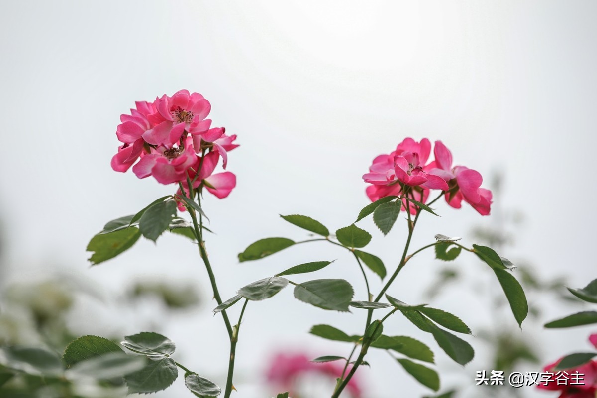 国家植物园游览掠影,走进国家植物园南北月季花海