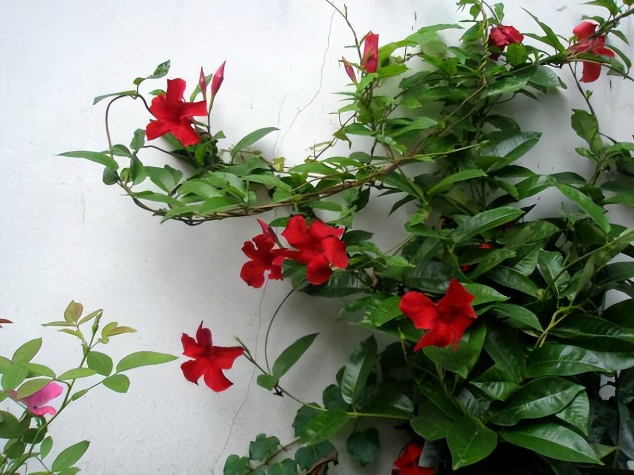 四季开花耐寒耐晒的花太阳花,耐热耐寒好养不需要阳光的花