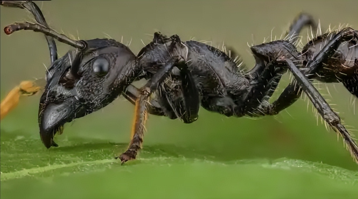 巴西热带雨林原始部落,巴西的奇葩习俗