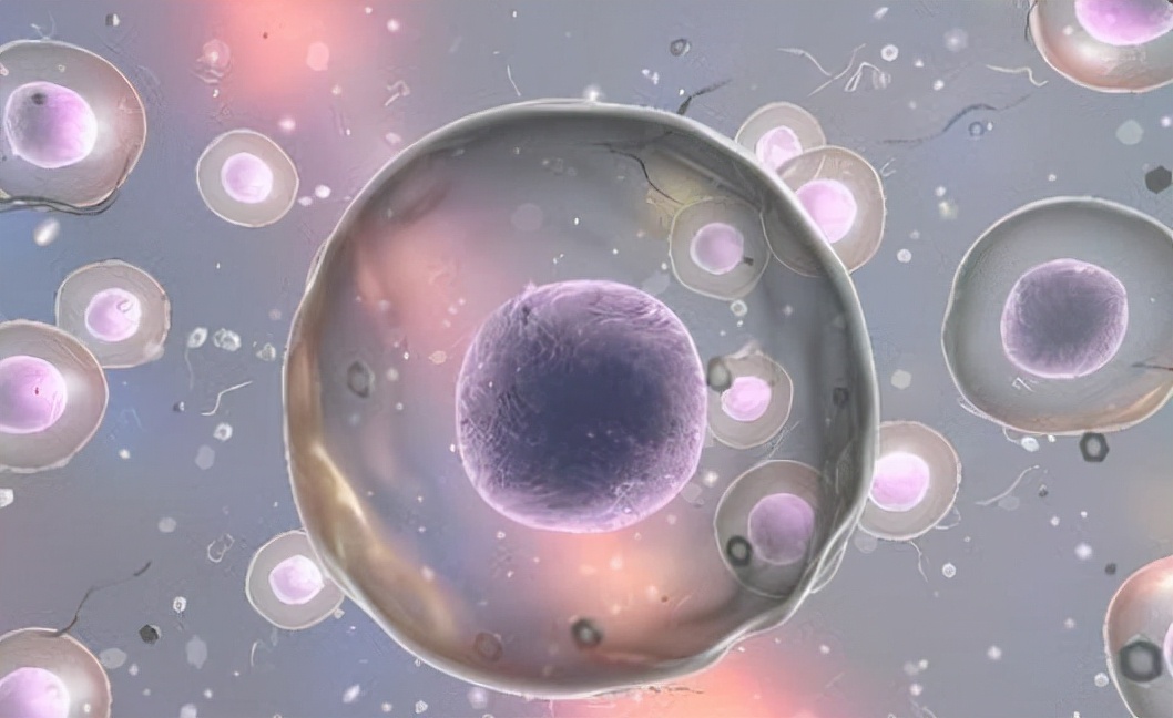 卵子也会偏爱一个男人吗,人类卵子对某些精子情有独钟