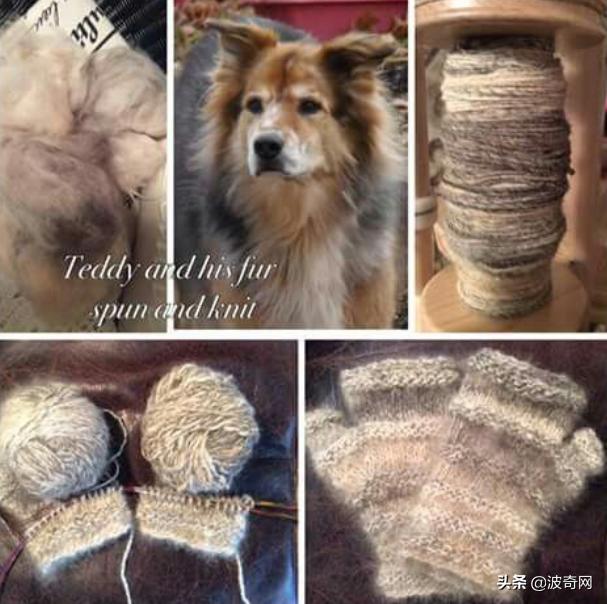 萨摩耶开始掉毛,萨摩耶铲屎官报道