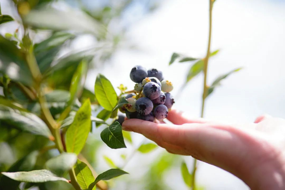 蓝莓未来行情,蓝莓很高产为什么还很贵