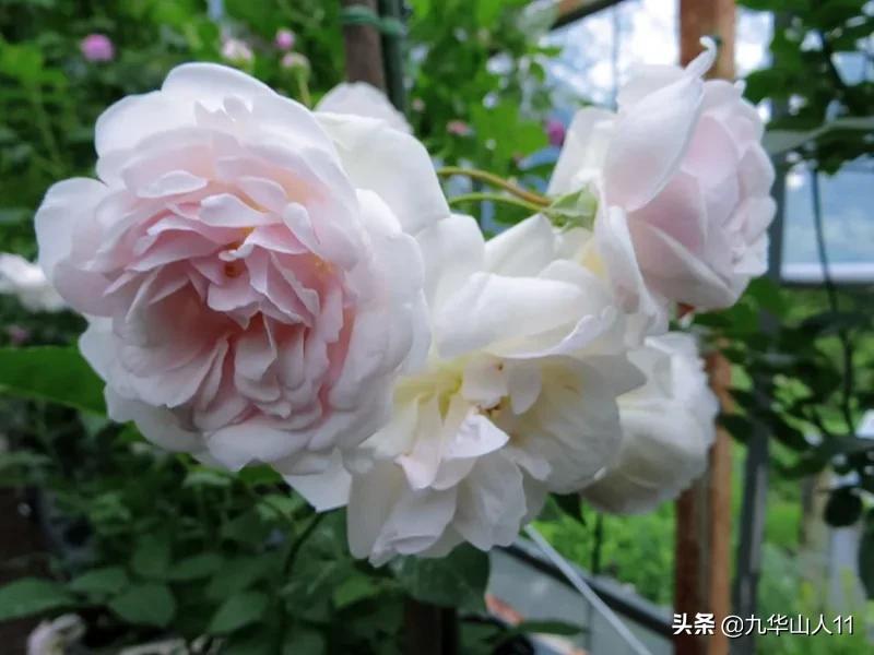 常见丰花月季品种一览,阳台盆栽丰花月季什么品种最好