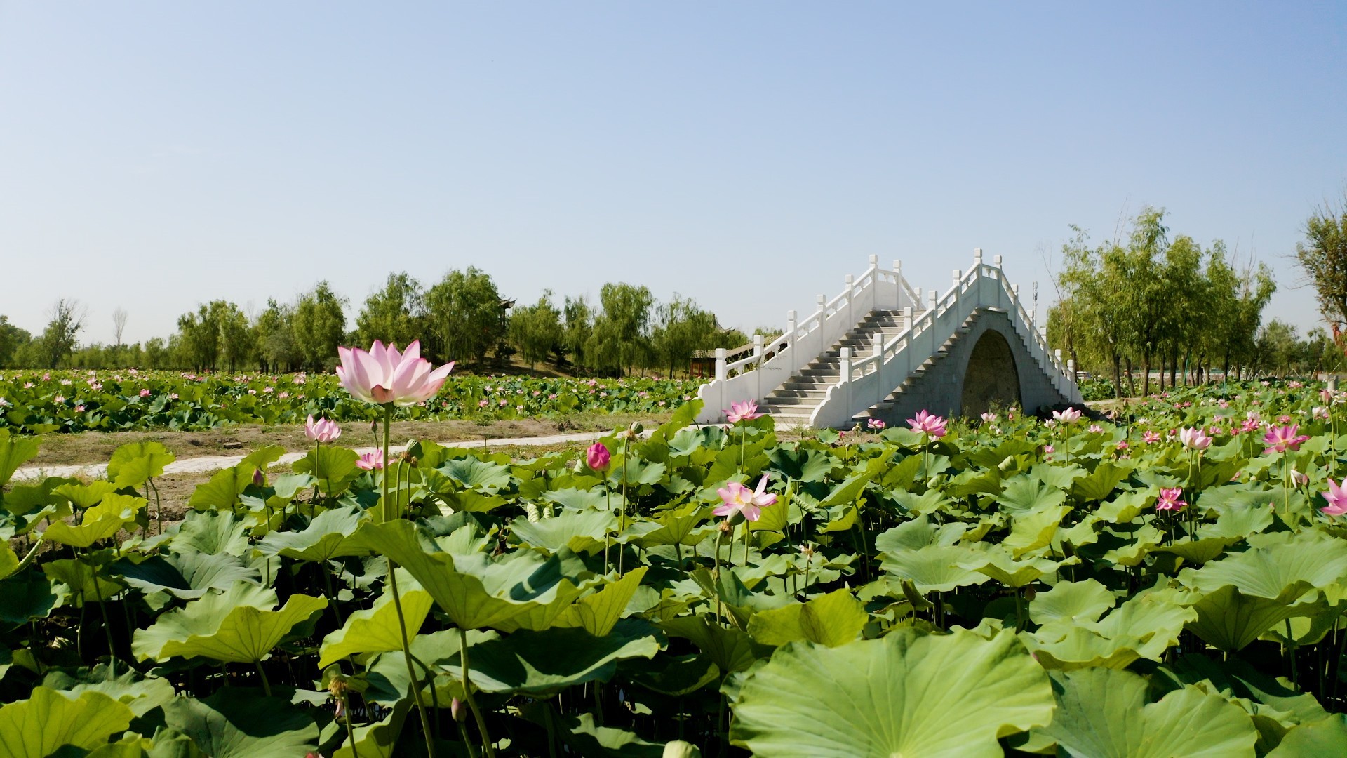 2019五家渠荷花节,五家渠荷花展