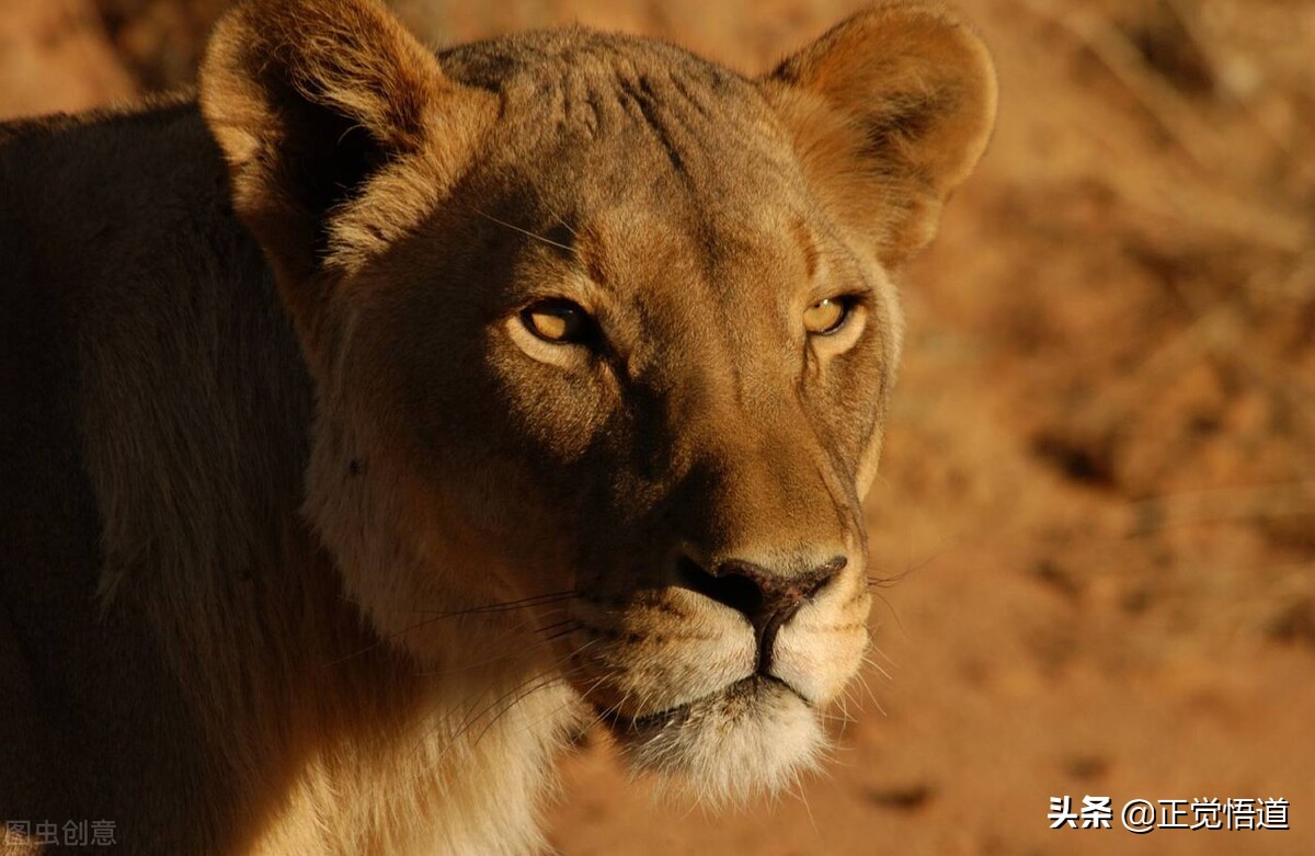 属兔狮子座女星,属兔狮子座都很小巧吗
