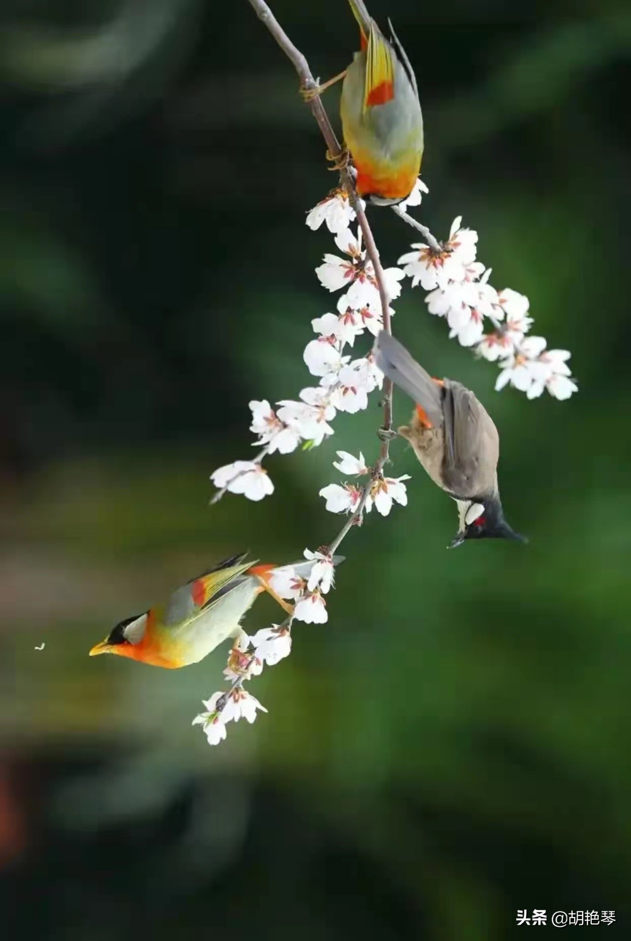 100个姓氏诗词,姓氏诗100句