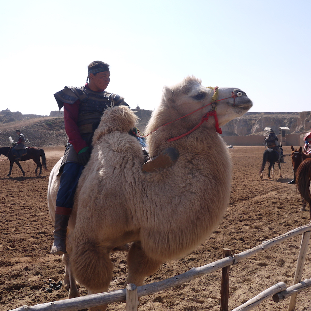 北京自驾额济纳胡杨林十天攻略,从北京到额济纳胡杨林线路