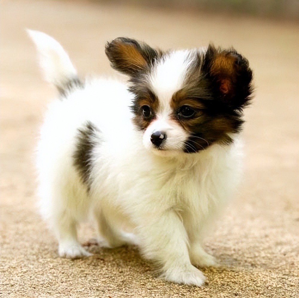 宠物狗哪种比较好养不叫,什么宠物狗最好养又听话不拆家