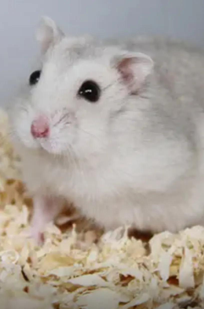 人们最喜欢的动物排名,最可爱的宠物仓鼠