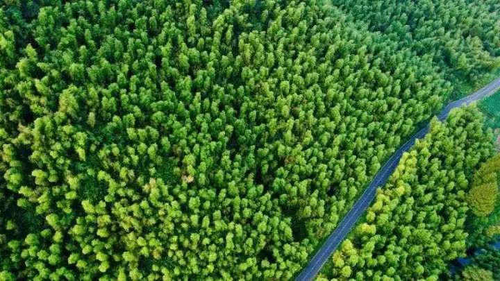 一根竹子打造一万亿产业 (一根小竹子做出大产业)