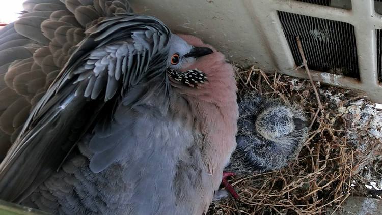 斑鸠一般生活在什么地方,东北野外斑鸠一般夜间在哪里栖息