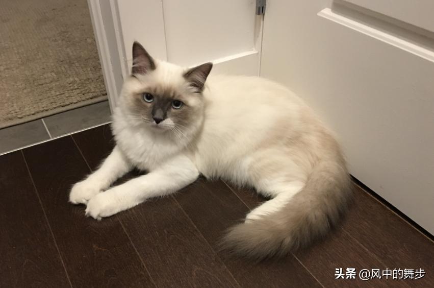 猫猫总是乱尿怎么办,猫猫乱尿该不该把猫猫放阳台