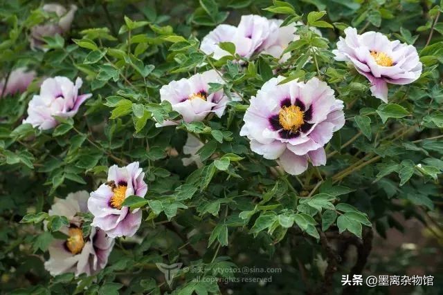 国花牡丹的历史起源,中国国花为啥是牡丹