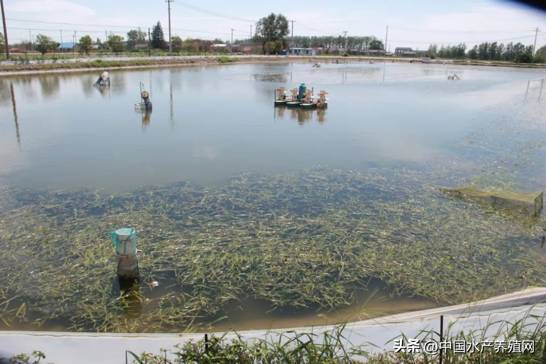 国庆节后大闸蟹行情如何,国庆节后大闸蟹价格降了一半多