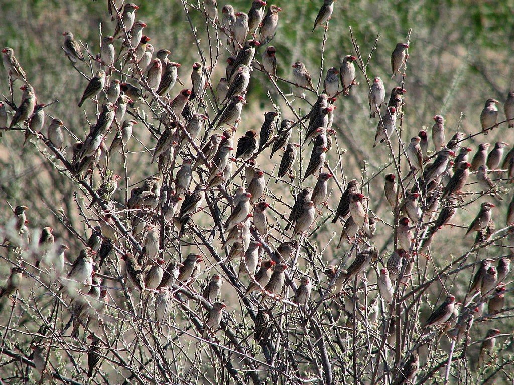 有何深仇大恨？非洲3头大象遭20万只“麻雀”*攻围**，慌忙逃窜50米