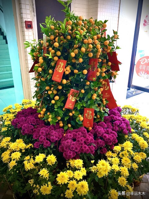 招财旺宅盆栽鸿运当头,绿植鸿运当头最宜摆放在什么位置