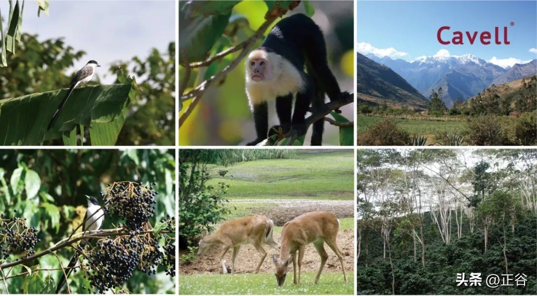 当然，我们还是从味道礼盒讲起