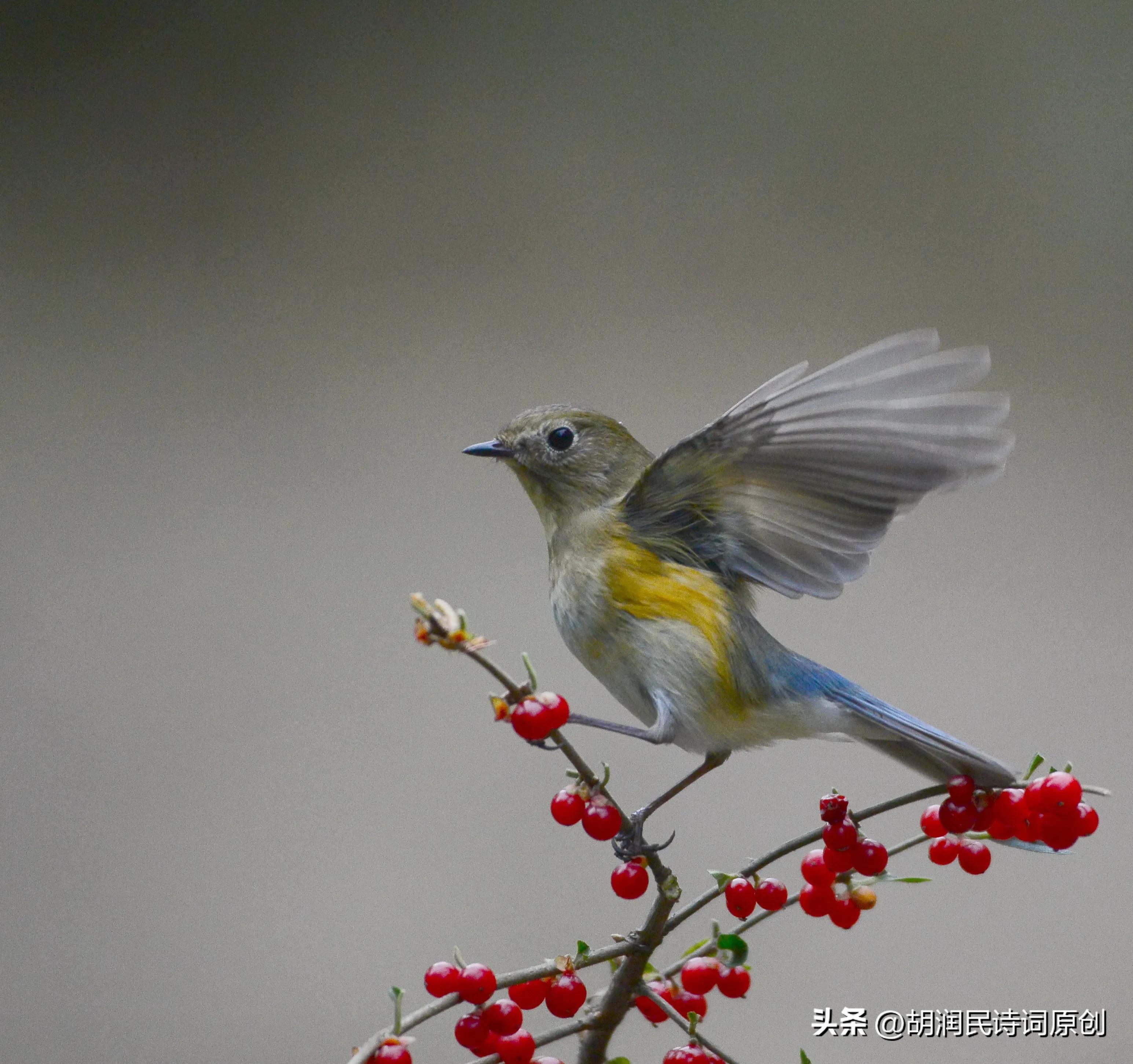 七绝鸟语,七绝飞鸟的诗词