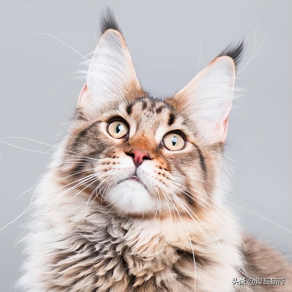 缅因库恩猫银虎斑,缅因猫浅银虎斑