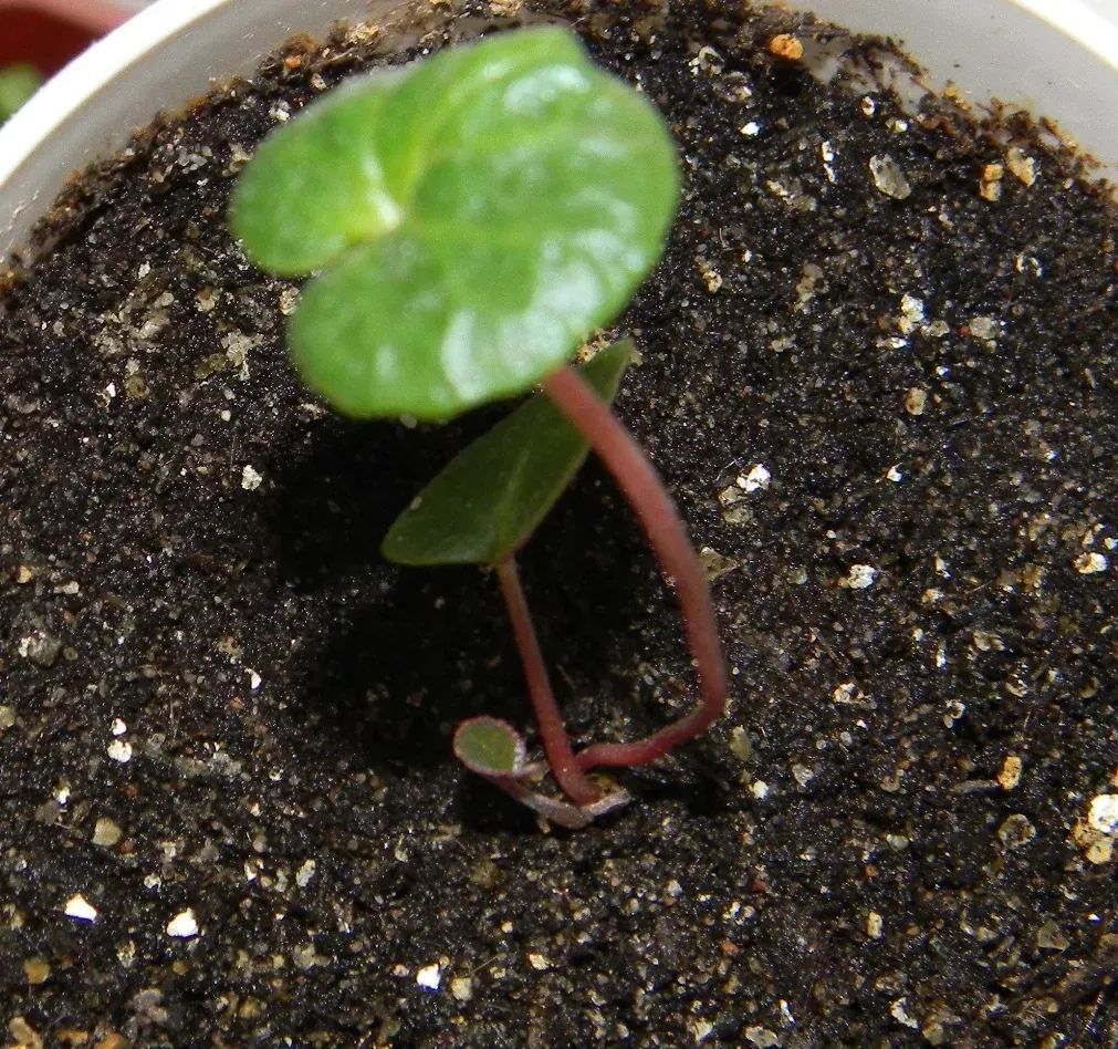 养仙客来花的教程,养仙客来需要的温度