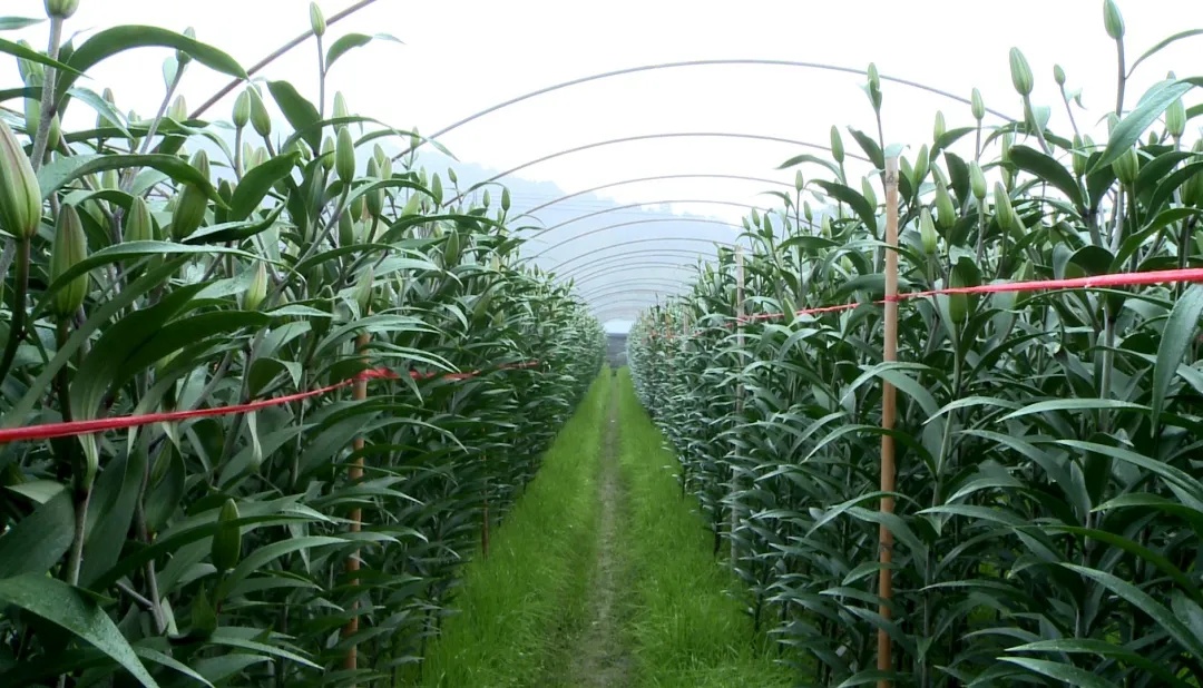 香水百合含苞待放,含苞待放的百合