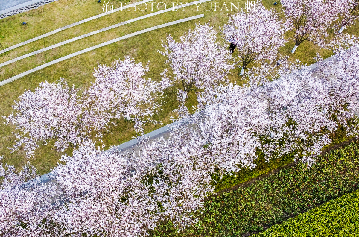潼南油菜花旅游攻略,美好春日潼南赏花地图快来get