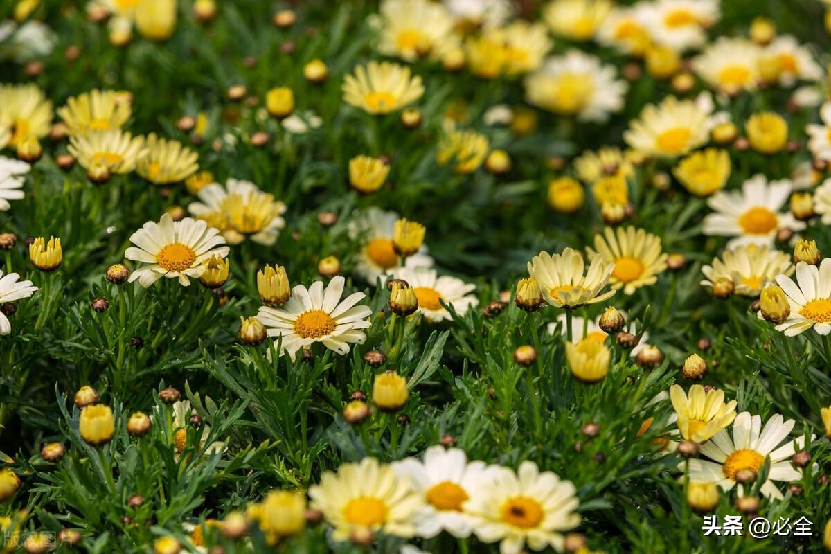 2022-2035全国花卉产业分布区域分布和产品类型布局