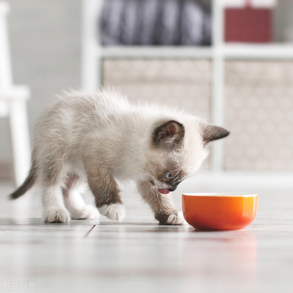 猫咪着凉拉稀能自愈吗,猫咪着凉拉稀会自愈么