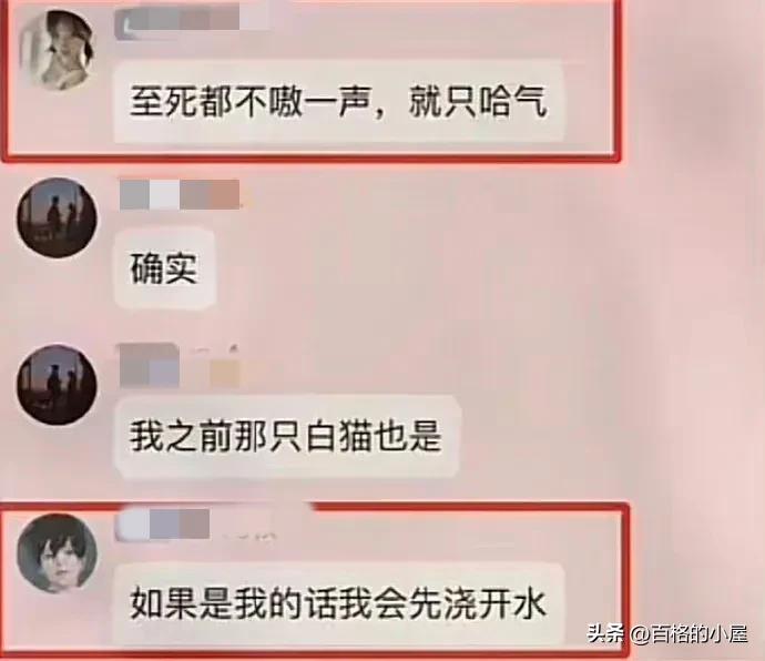 恶趣味！以爱猫为幌子售卖虐猫视频，10元30G，群内讨论虐猫手法