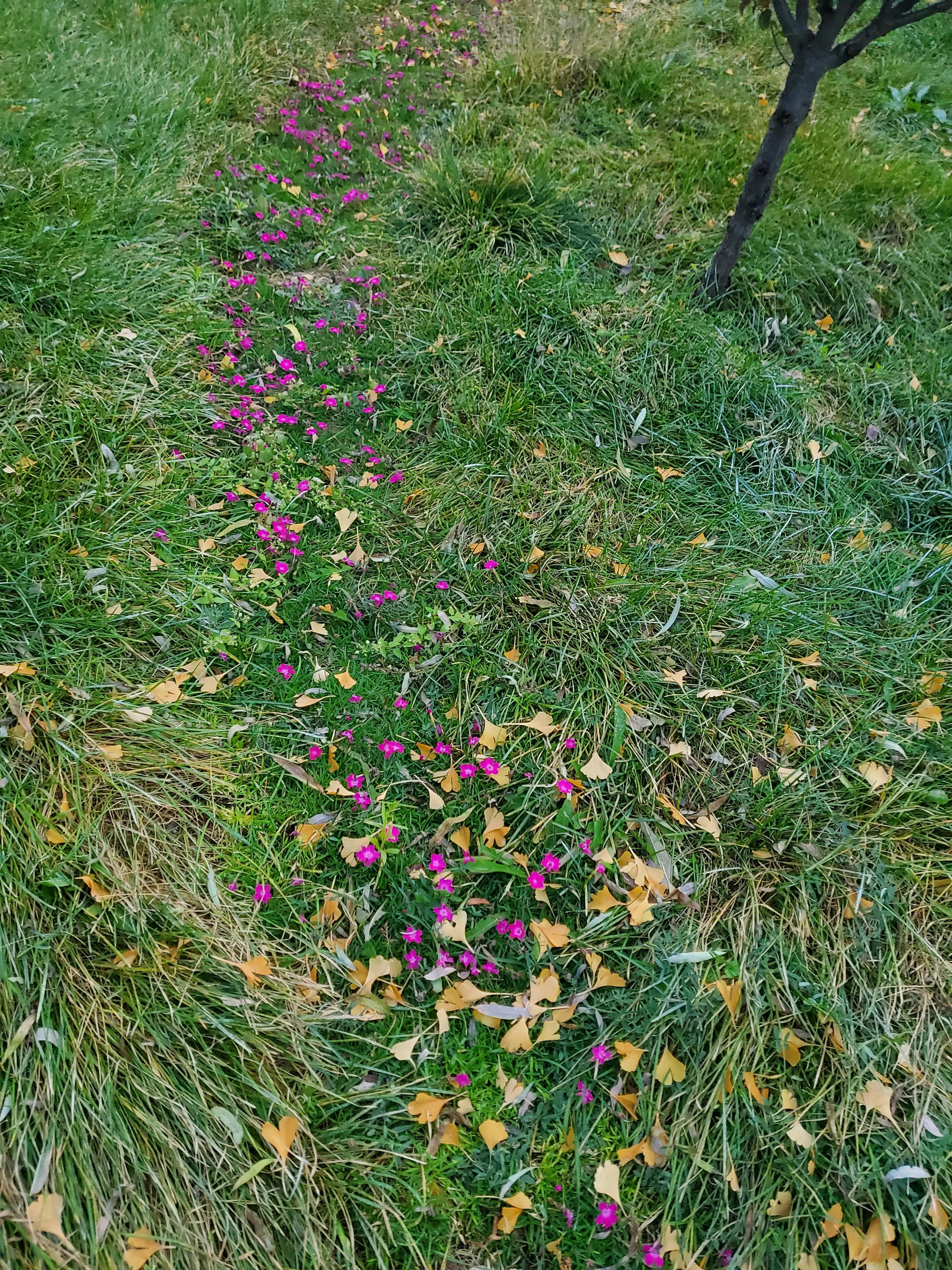 庄稼的风景视频,庄稼的风景