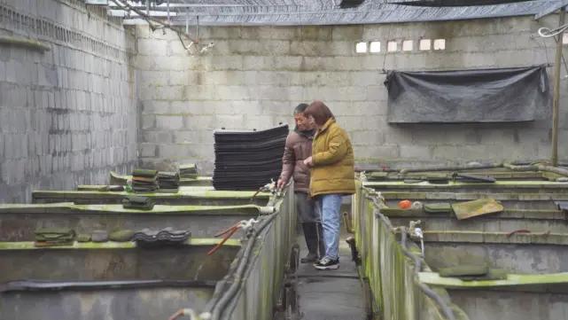 养殖石蛙深山老林,龙泉石蛙野生