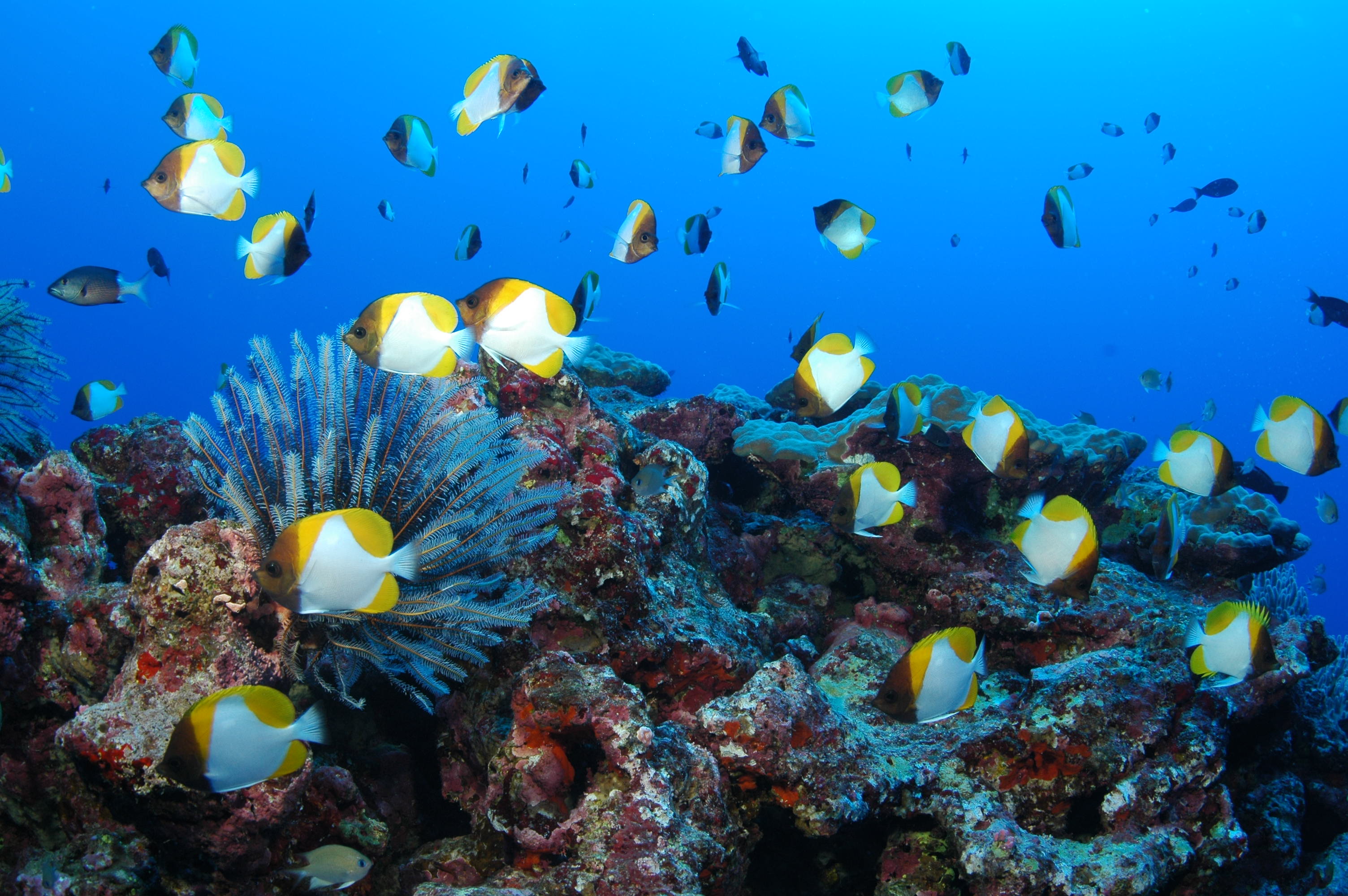 关岛土著人从哪里来,关岛有多少土著居民