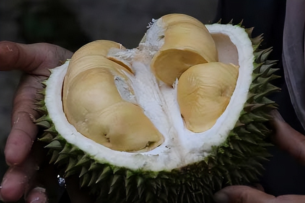 益母草月经期间可以喝吗,益母草月经期间能不能喝