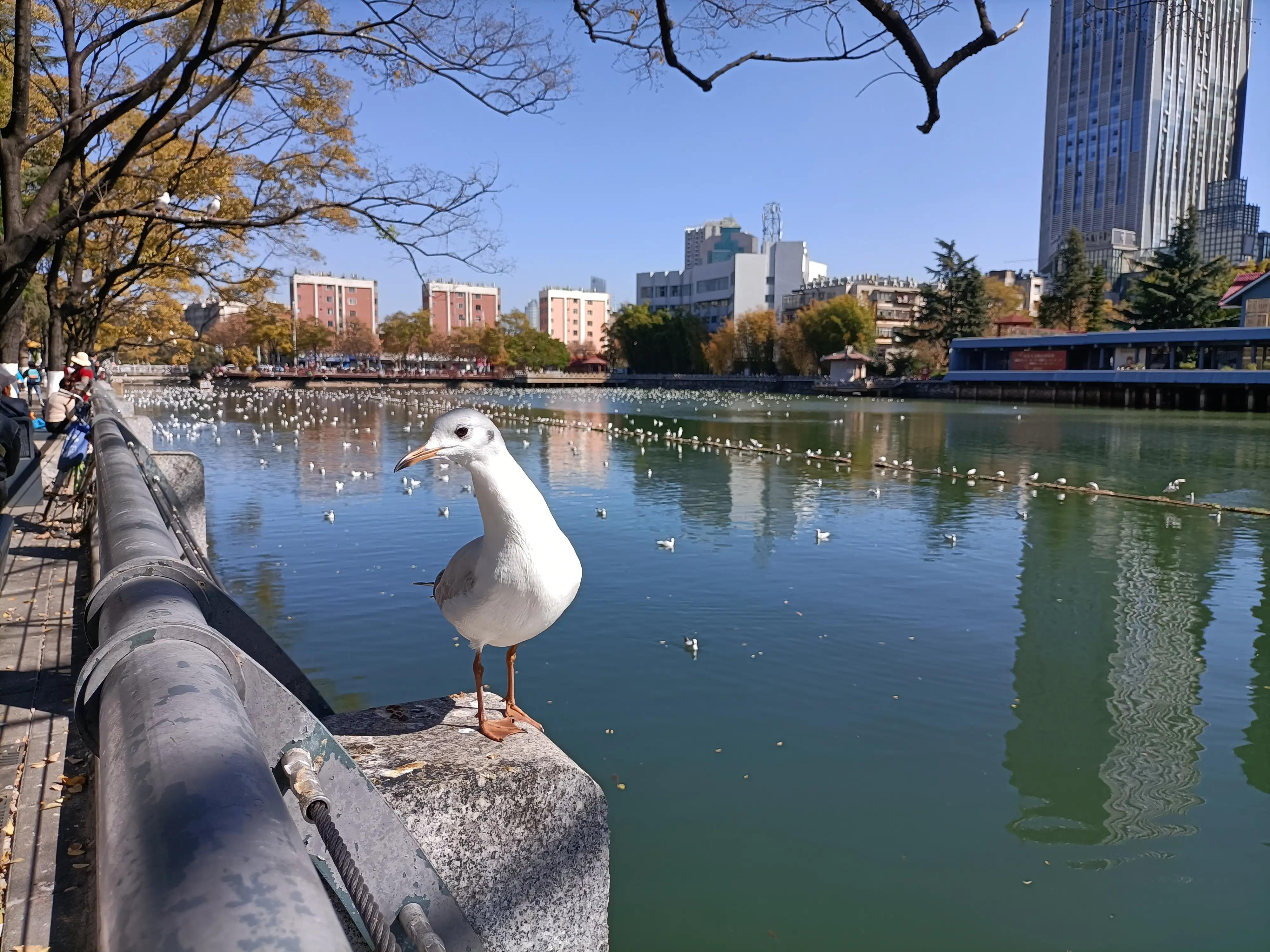 冬日的昆明美如春,这才是昆明四季如春的样子