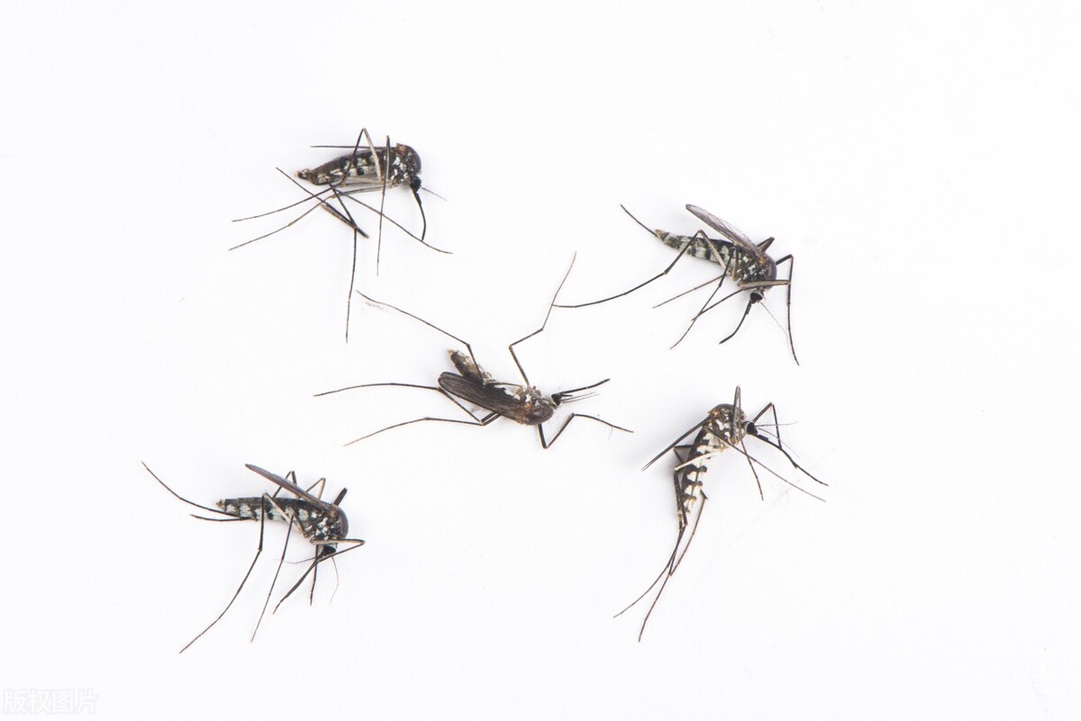 一个房间为什么蚊子只叮我,为什么房子里总是有很多蚊子