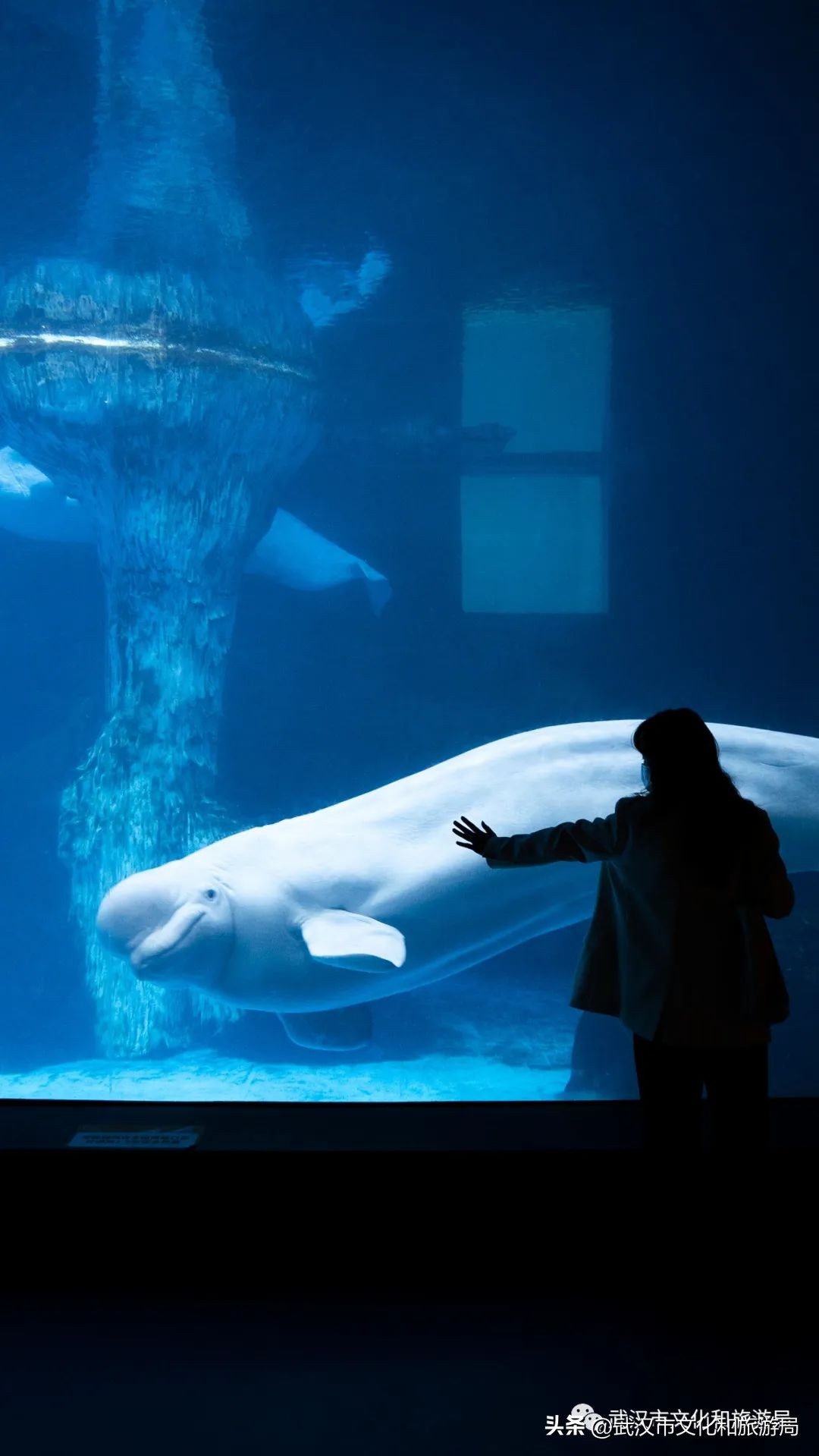 端午武汉好去处,端午看旅行全集