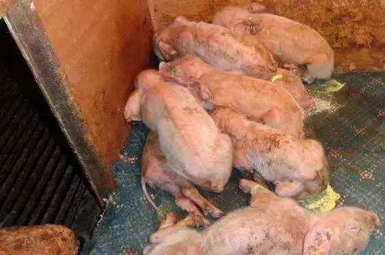 仔猪红痢防治方法,仔猪红痢临床最明显的症状是