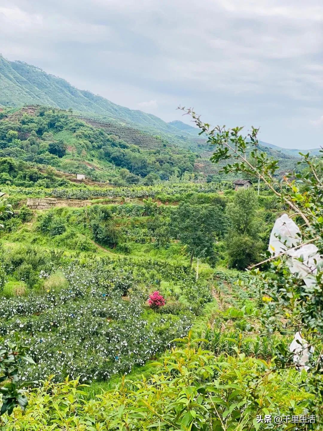 突尼斯软籽石榴超级好吃,突尼斯软籽石榴不用吐籽就能吃