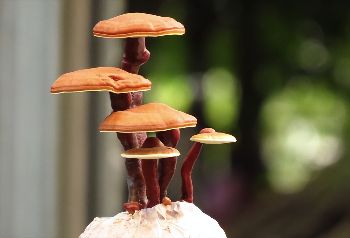 芝兰在人名中含义,芝兰在人名的含义