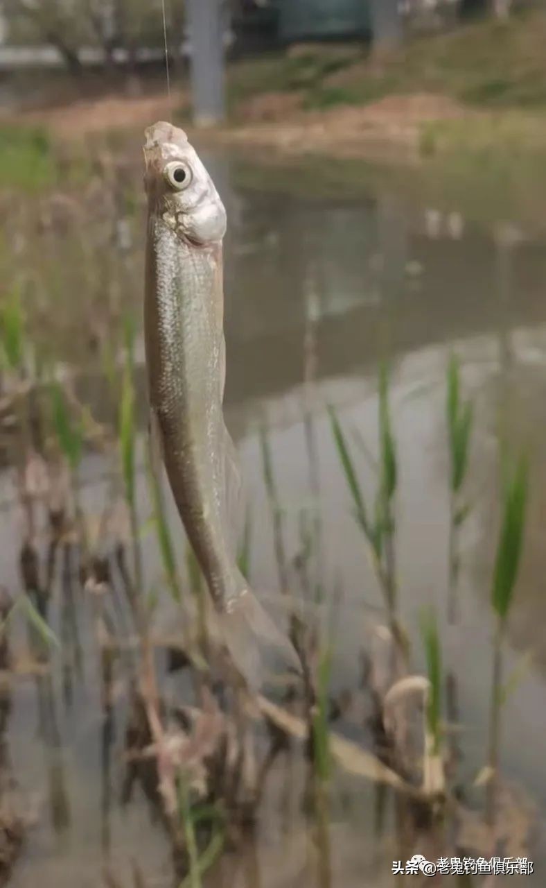 *战野**之王,饵如其名