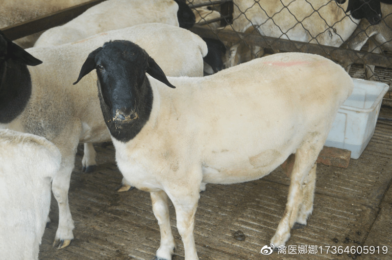 羊异食癖是缺乏什么东西导致的,羊异食癖的病因分析