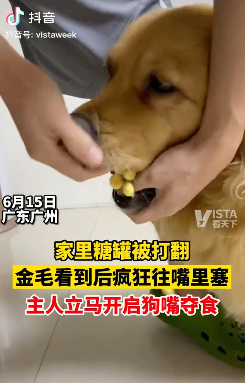 金毛嘴巴一直流白泡沫怎么办,金毛口水泡沫太多了什么原因