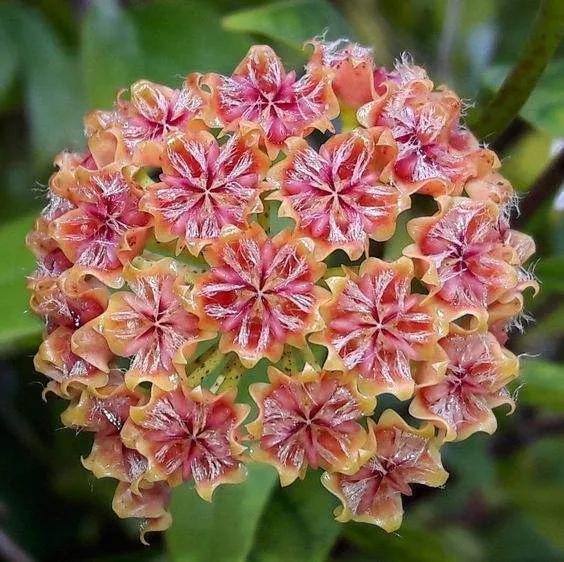 球兰花盛开瞬间,球兰花开完整版