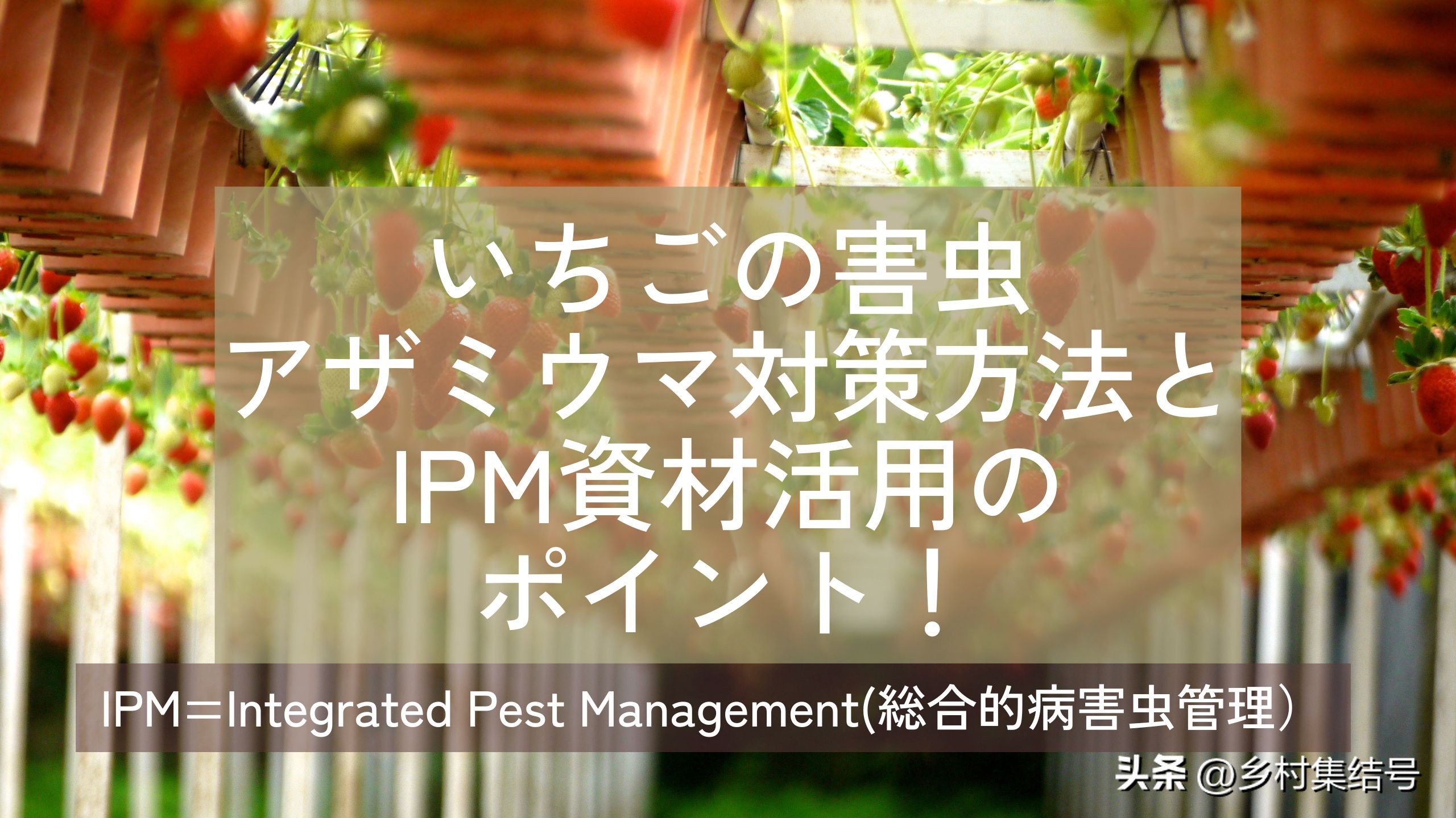 安田草莓园,日本安田草莓园