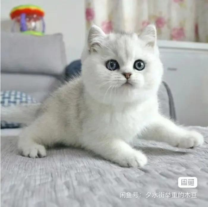 新手养猫在哪里买最合适,想养猫应该从什么渠道入手