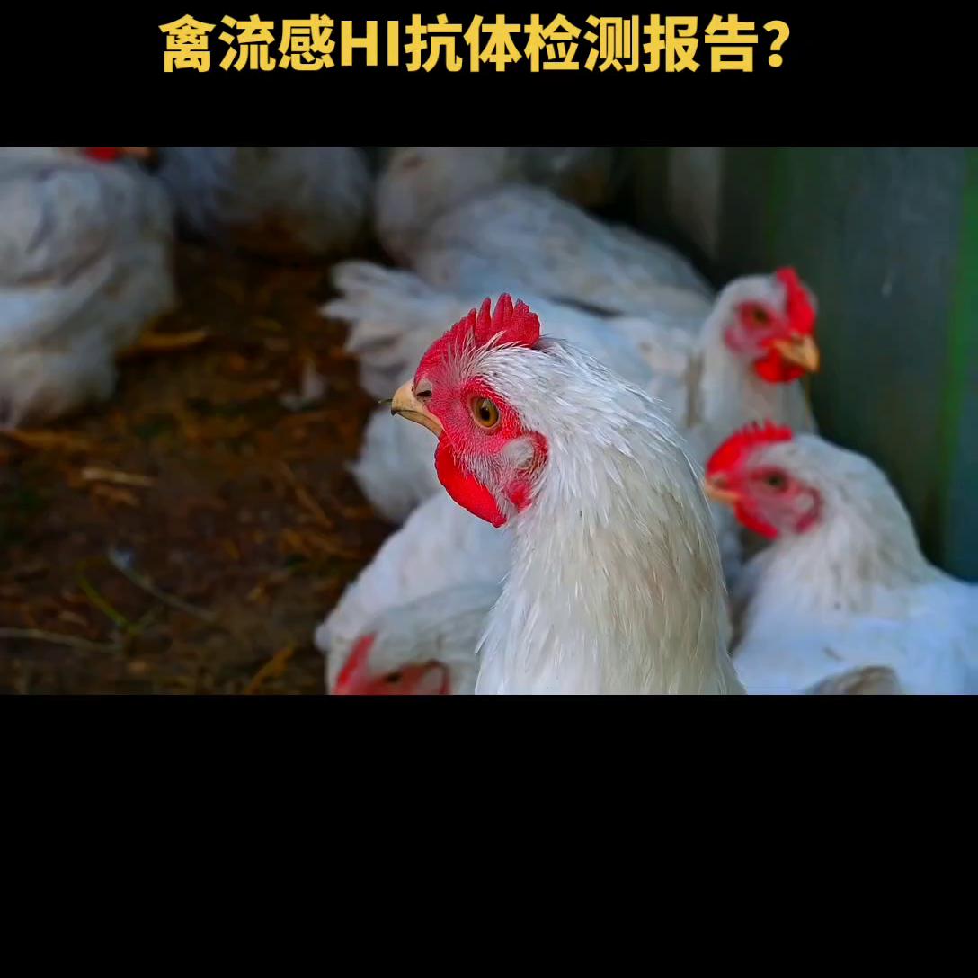 养殖场免疫监测,蛋鸡打禽流感疫苗几天有抗体