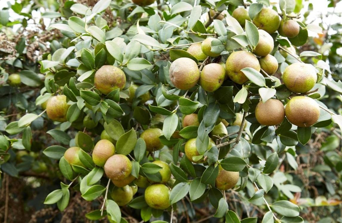 芝麻最早什么时候种,芝麻最早从哪里传入中国