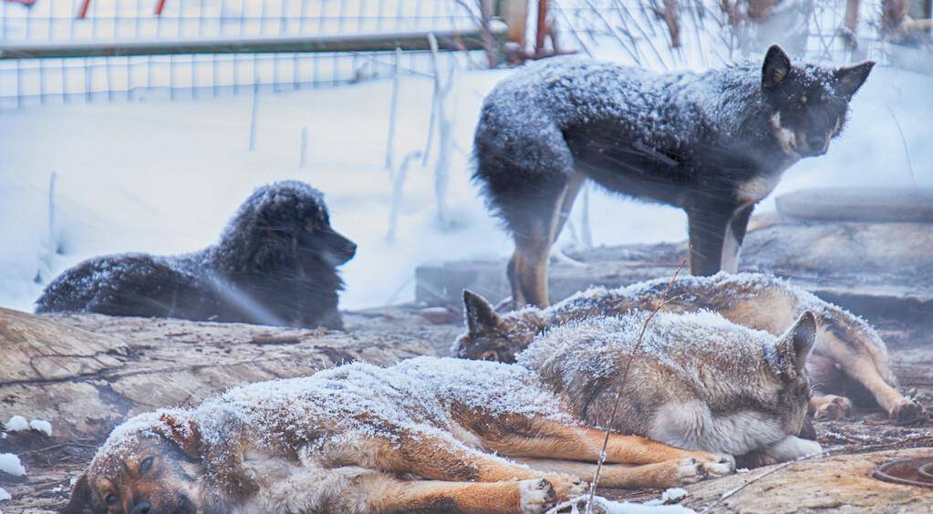 邻居在家养狗扰民,在家养狗好吗