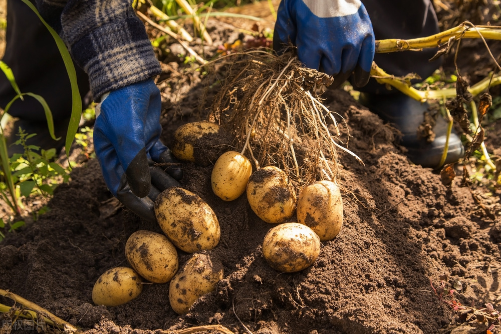 土豆怎么种植高产最好,土豆种植技术和培土方法