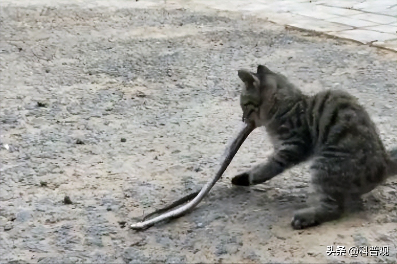 又是蛇！江西老人在被窝里摸到蛇，这种情况该如何处理？